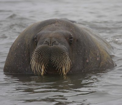Walrus young male in water OZ9W3088