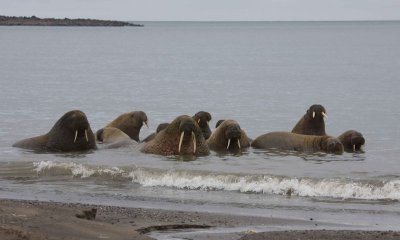 Walrus male group in water OZ9W3124