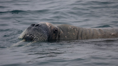 Walrus male in water OZ9W6909