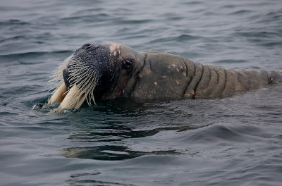 Walrus male in water OZ9W6911