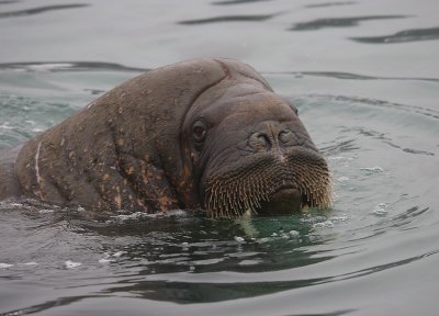 Walrus male in water OZ9W6936