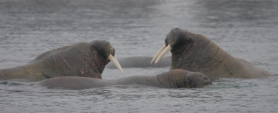 Walrus male group in water OZ9W6939