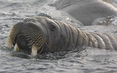 Walrus male in water OZ9W8770
