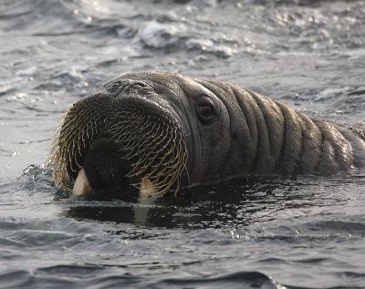 Walrus male in water OZ9W8771