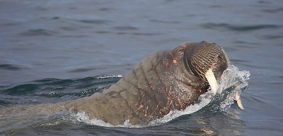 Walrus male in water OZ9W8835