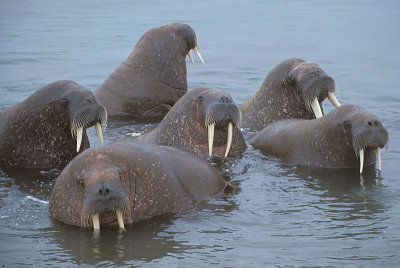 Walrus male group in water  Svalbard