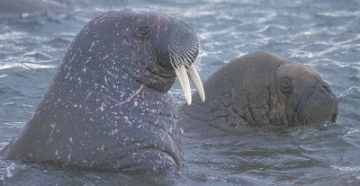 Walrus males in water