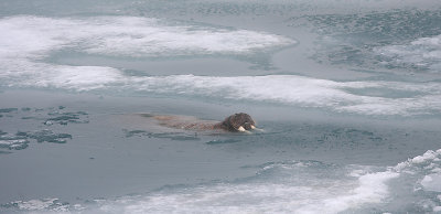 Walrus male in water and ice OZ9W3343