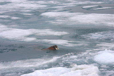 Walrus male in water and ice OZ9W3349