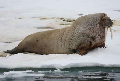 Walrus male on ice floe OZ9W8283