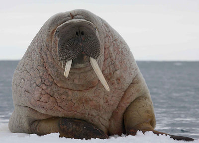 Walrus male on ice floe OZ9W8376