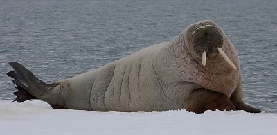 Walrus male on ice floe OZ9W8389