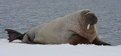 Walrus male on ice floe OZ9W8396