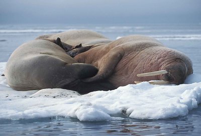 Walrus males on ice floe 1
