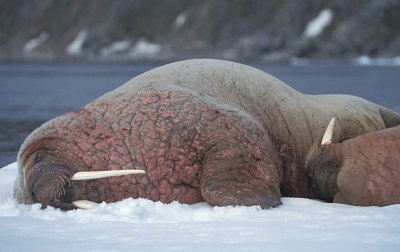 Walrus males on ice floe 2