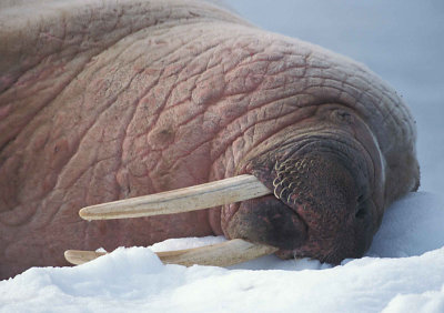 Walrus male on ice floe 7