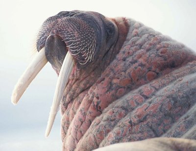 Walrus male on ice floe 8