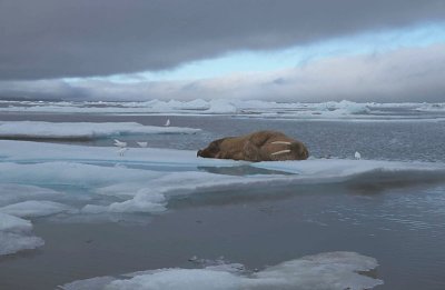 Walrus male on ice floe 1