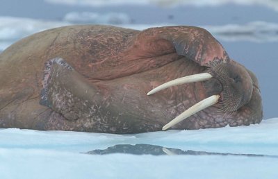 Walrus male on ice floe 6