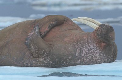 Walrus male on ice floe 5