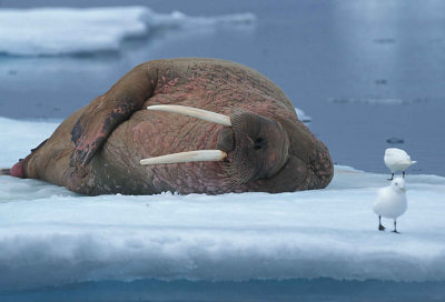 Walrus male on ice floe 3