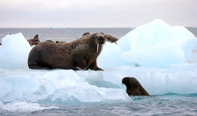 Walrus females on ice