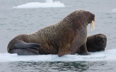 Walrus female with small pup OZ9W0665