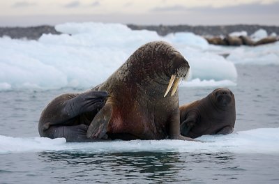Walrus female with small pup OZ9W0670