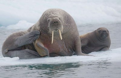 Walrus female with small pup OZ9W0676