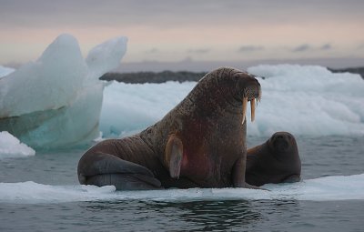 Walrus female with small pup OZ9W0677