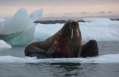 Walrus female with small pup Svalbard