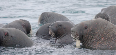 Walrus females and pups OZ9W0395