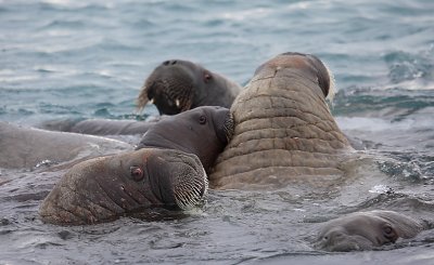 Walrus females and pups OZ9W0430