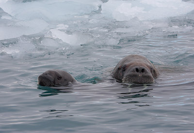 Walrus female and pup OZ9W0481