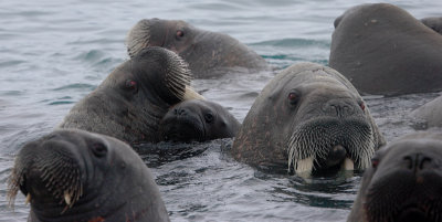 Walrus females and pup OZ9W0487
