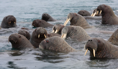 Walrus females and pups OZ9W0573