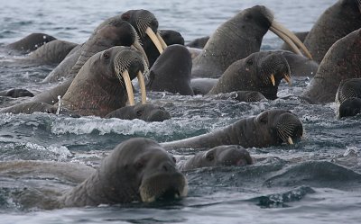 Walrus females and pups OZ9W0592