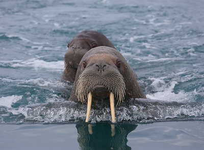 Walrus female and pup OZ9W0638a