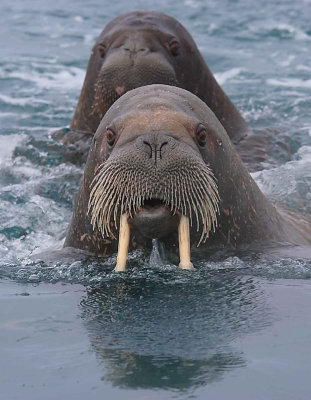 Walrus female and pup Svalbard