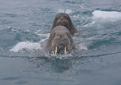 Walrus female and pup OZ9W0643