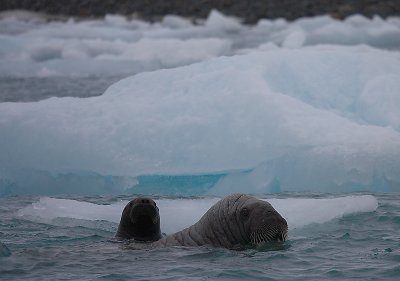 Walrus female and pup OZ9W7227