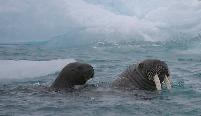 Walrus female and pup OZ9W7233