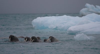Walrus females and pups OZ9W7253