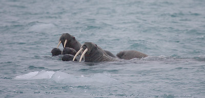 Walrus females and pups OZ9W7280