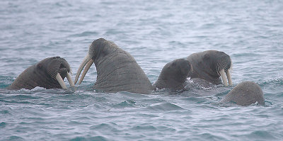 Walrus females and pups OZ9W7322