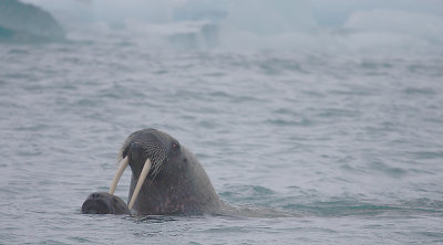 Walrus female and pup OZ9W7347