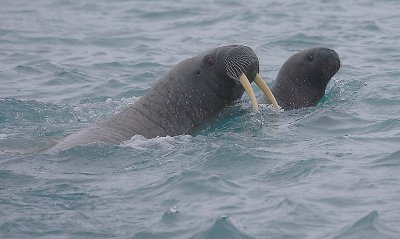 Walrus female and pup OZ9W7363