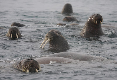Walrus females and pups OZ9W8758