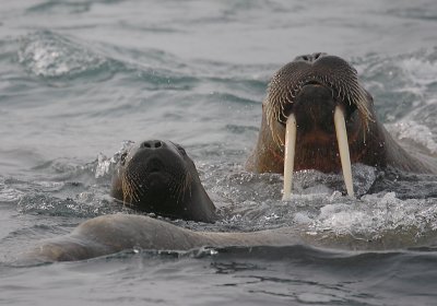 Walrus females and pup OZ9W8760