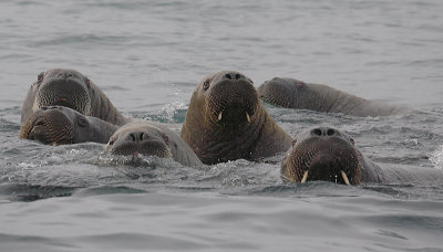 Walrus females and pups OZ9W8763